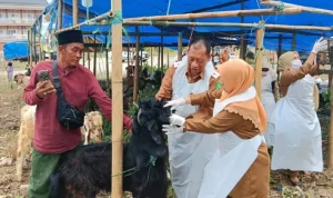 full_1779205260284978_772094aa5a_berita_sumenep